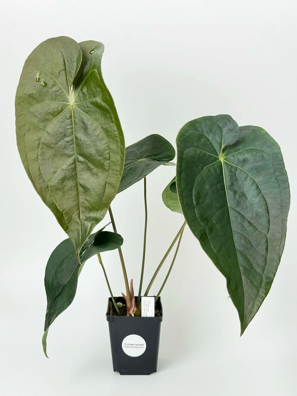 Large Anthurium forgetii x nigrolaminum #1791  TL PLANT STUDIO