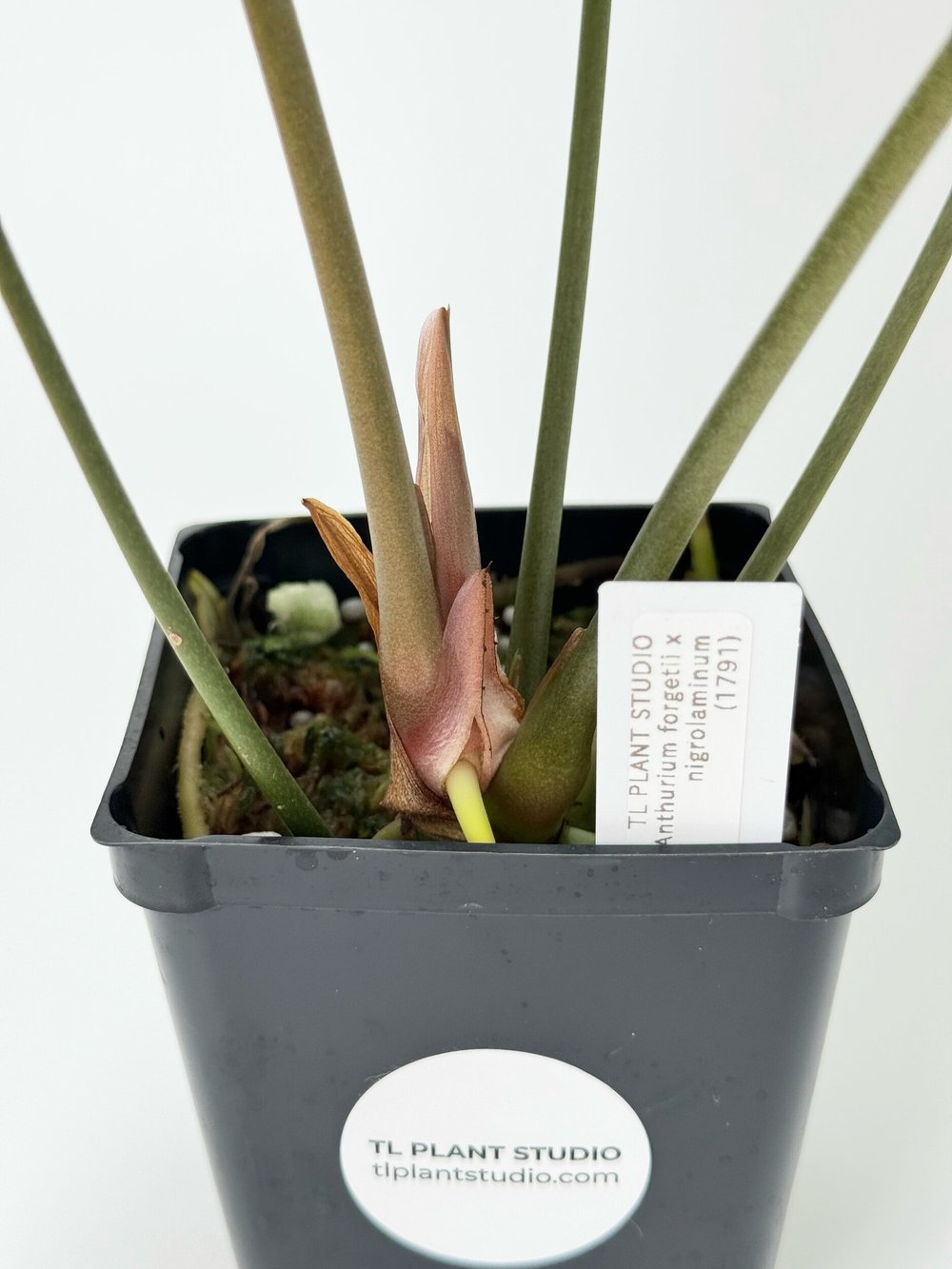 Large Anthurium forgetii x nigrolaminum #1791  TL PLANT STUDIO
