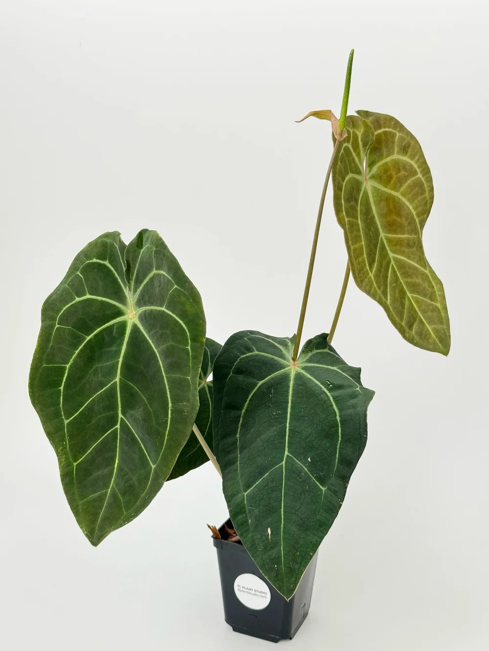 anthurium decurrens Anthurium luxurians main image 0