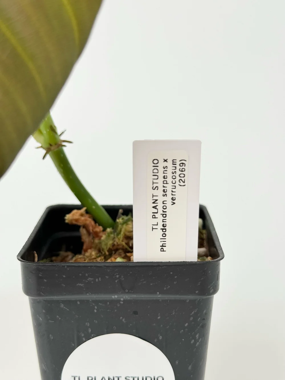 Philodendron serpens x verrucosum #2069  TL PLANT STUDIO