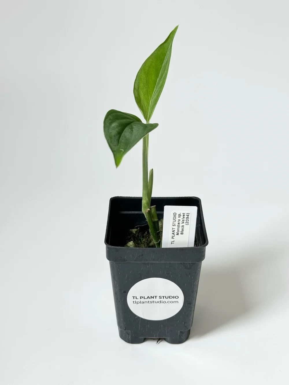 philodendron plowmanii dark form Philodendron Plowmanii main image 1