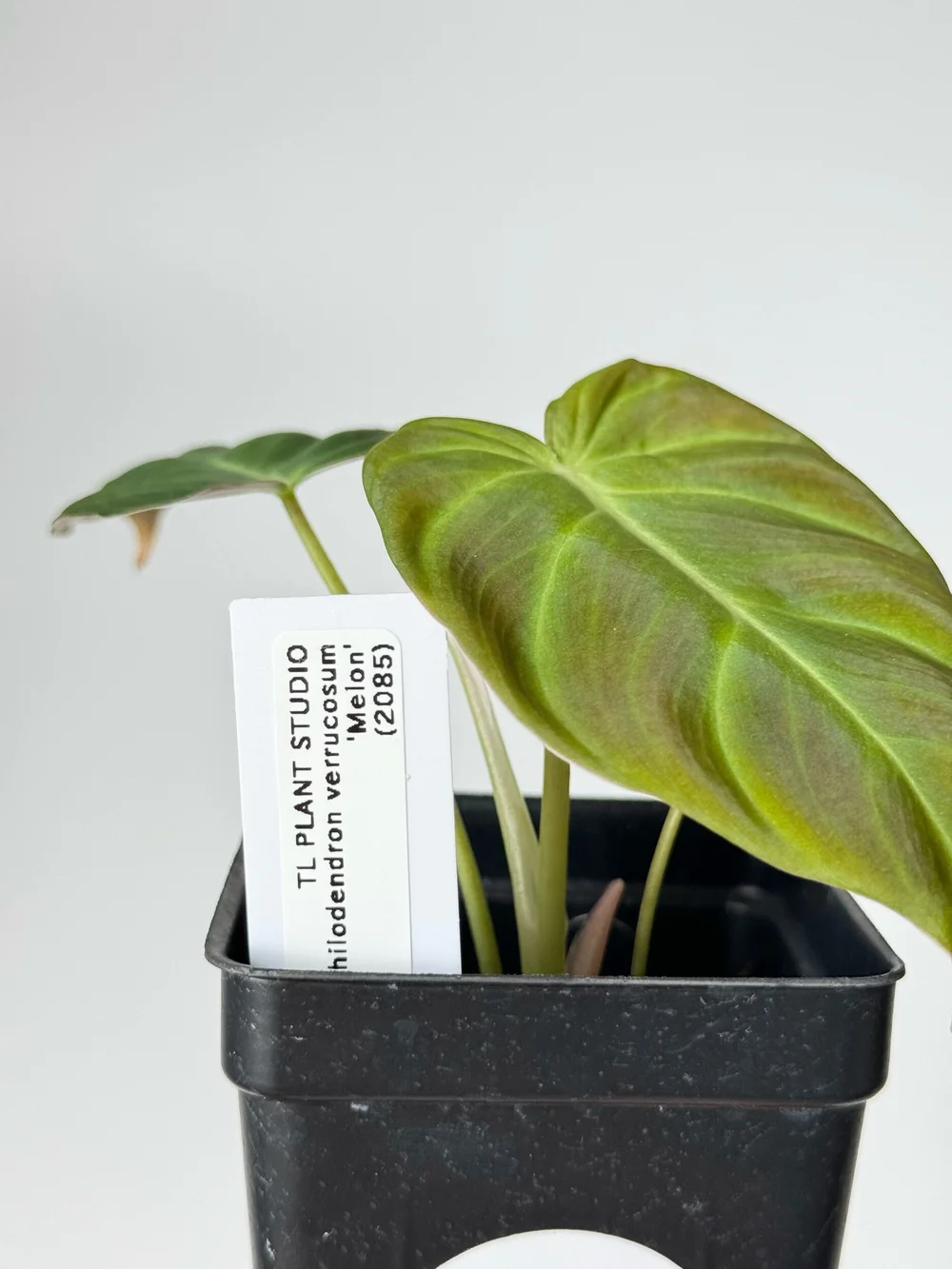 castor oil plant Red Castor main image 0