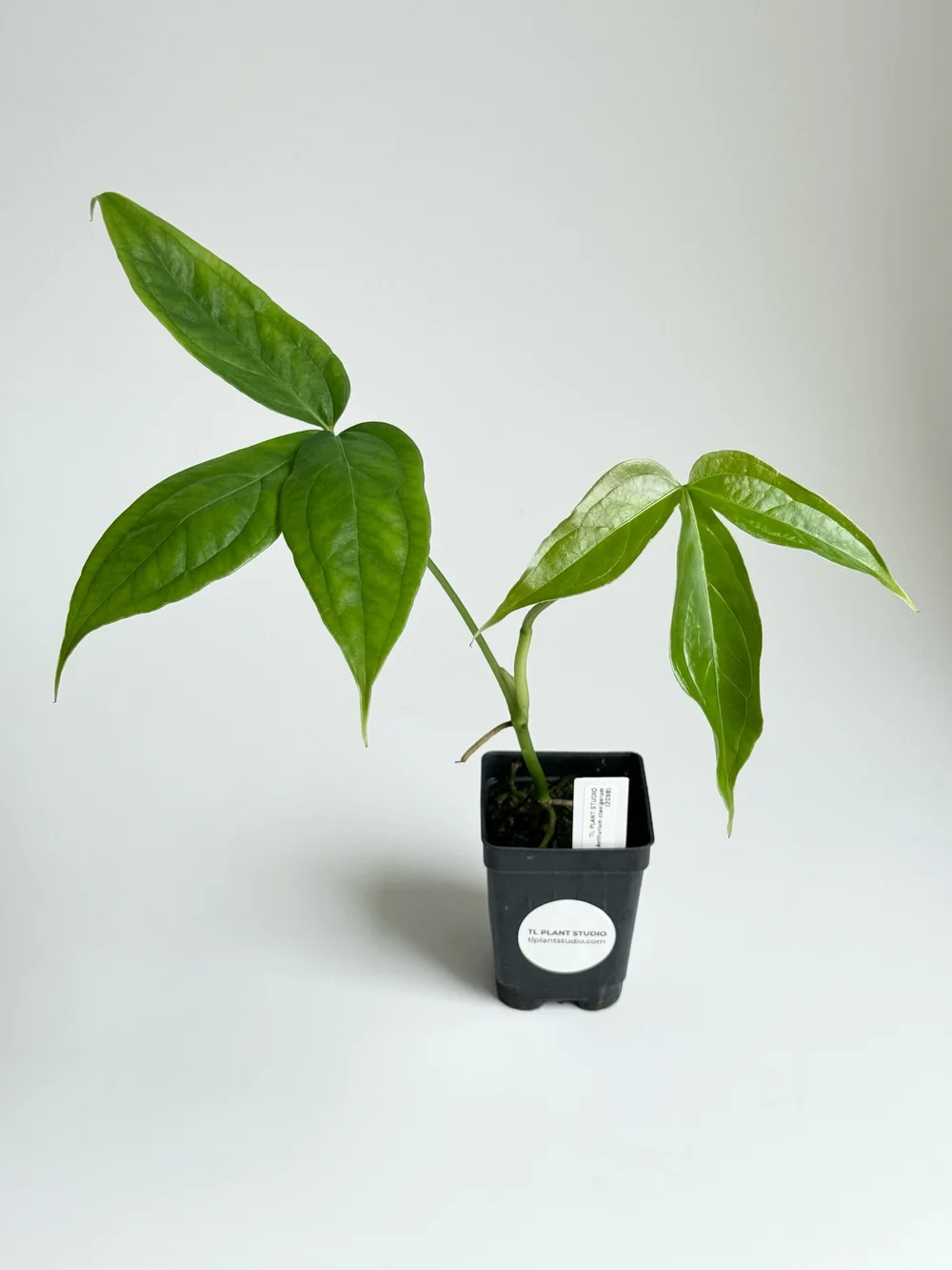 Anthurium clavigerum #2098  TL PLANT STUDIO