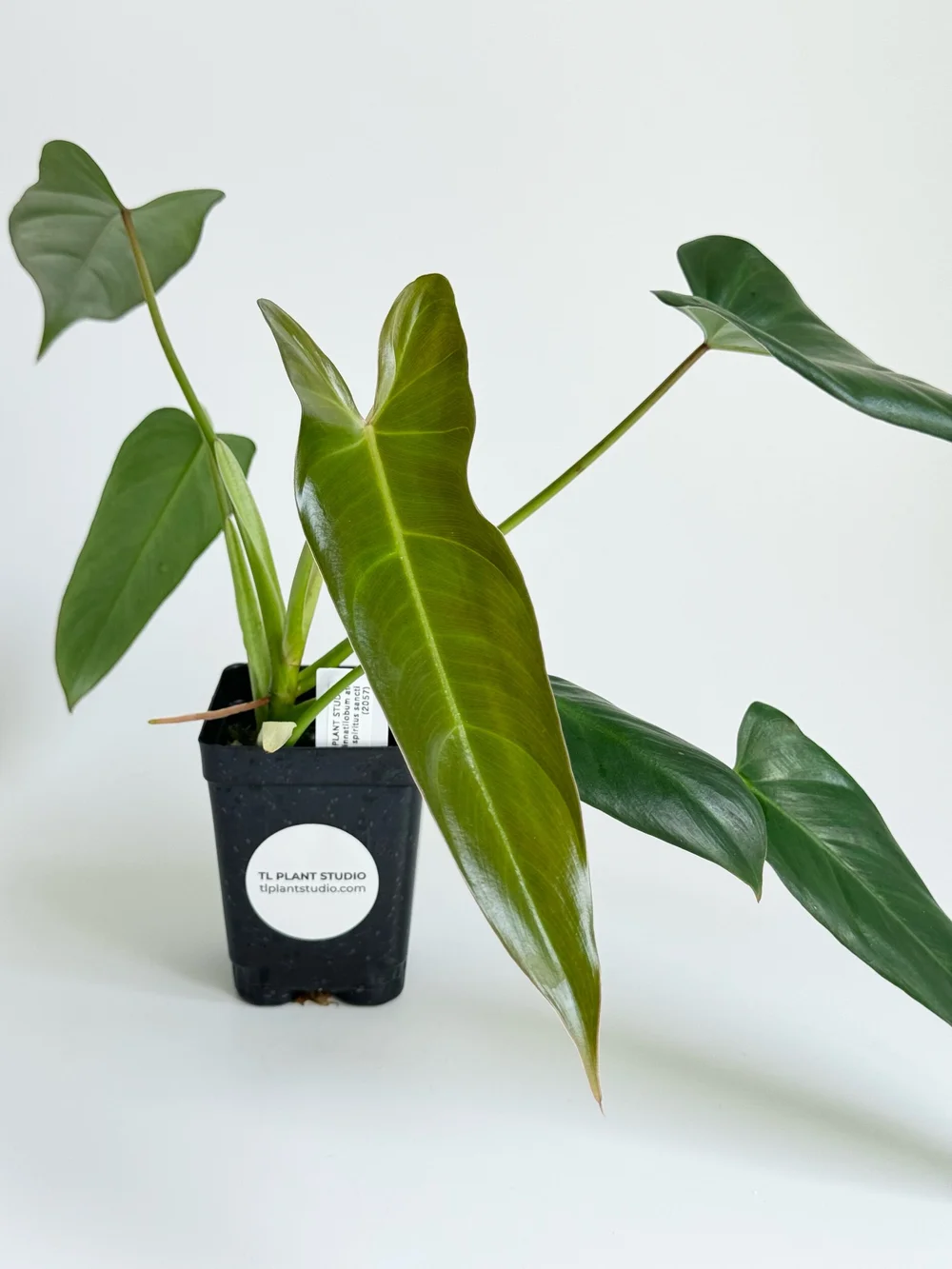 Philodendron pinnatilobum aff x spiritus sancti #2057  TL PLANT STUDIO