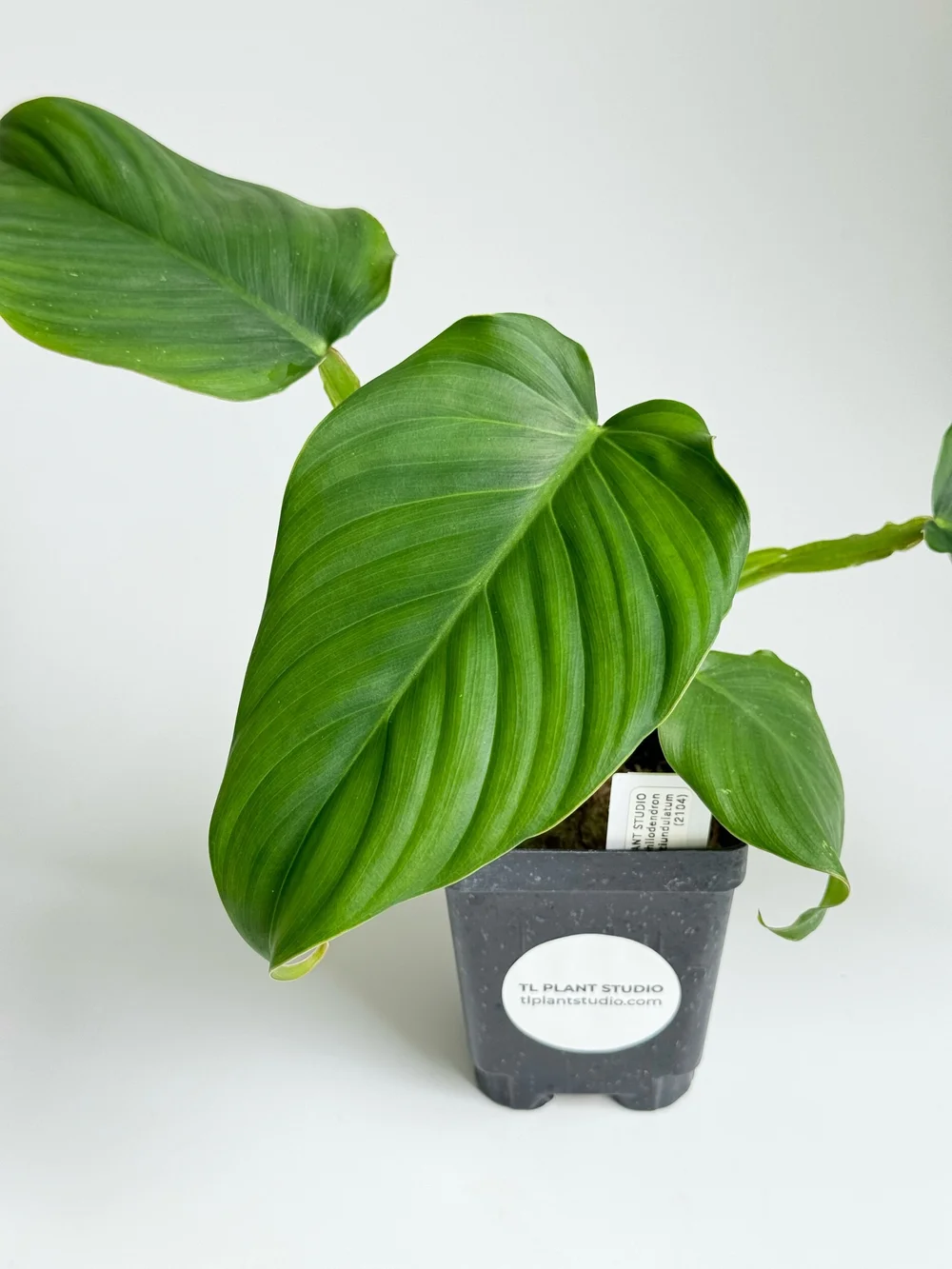 Philodendron alatiundulatum #2104  TL PLANT STUDIO
