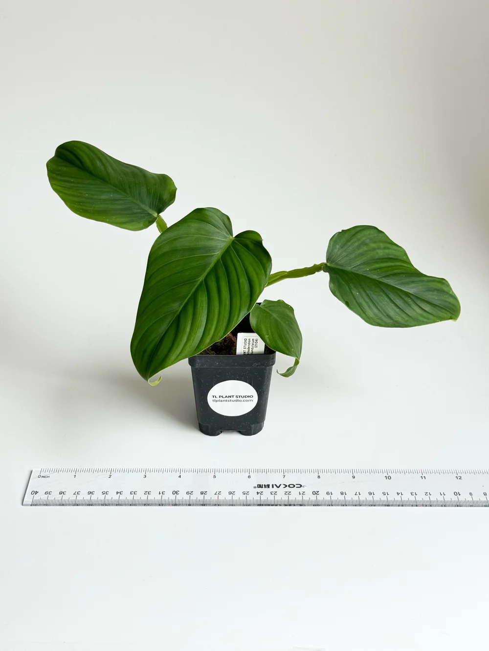 Philodendron alatiundulatum #2104  TL PLANT STUDIO