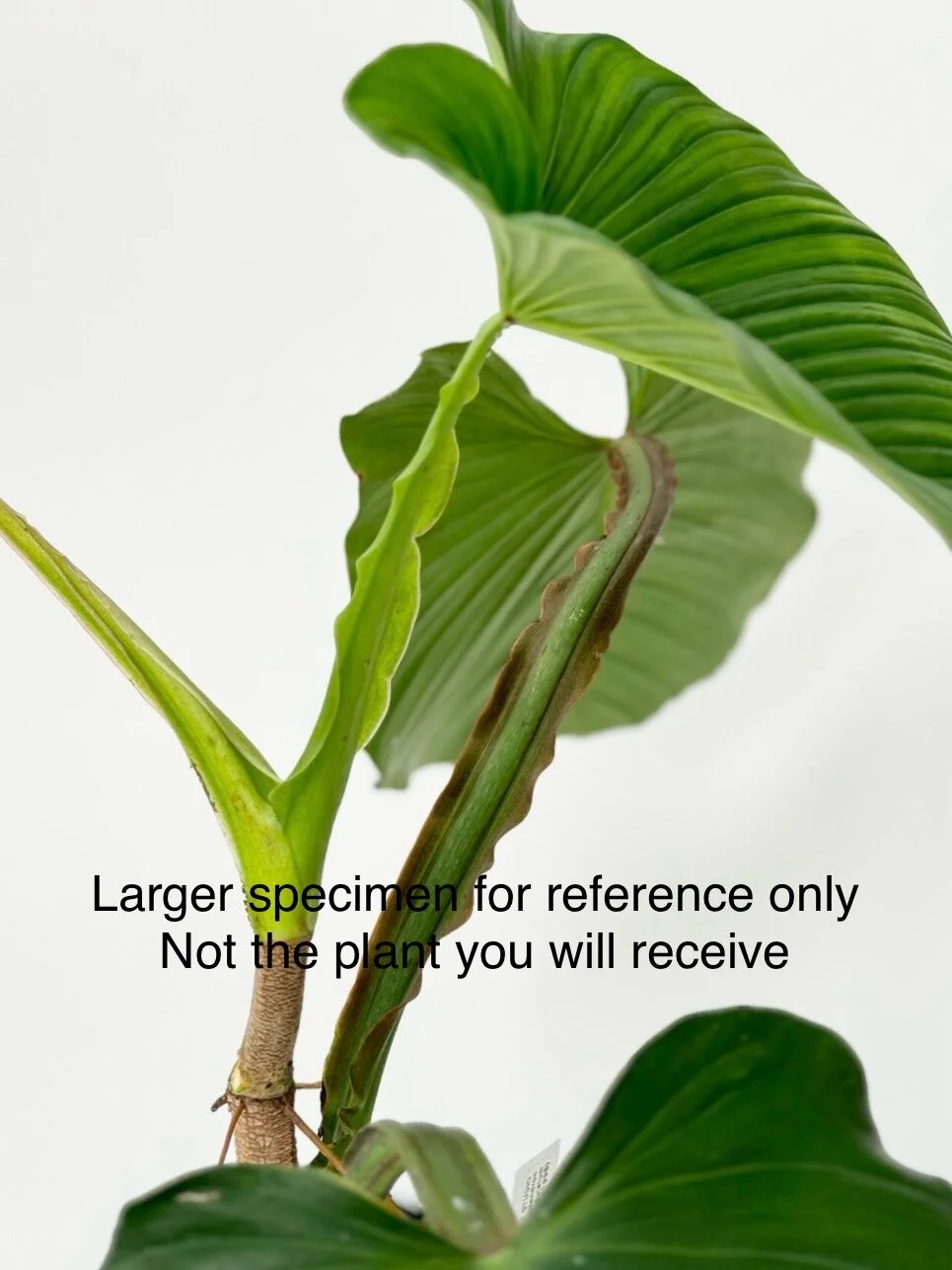 Philodendron alatiundulatum #2104  TL PLANT STUDIO