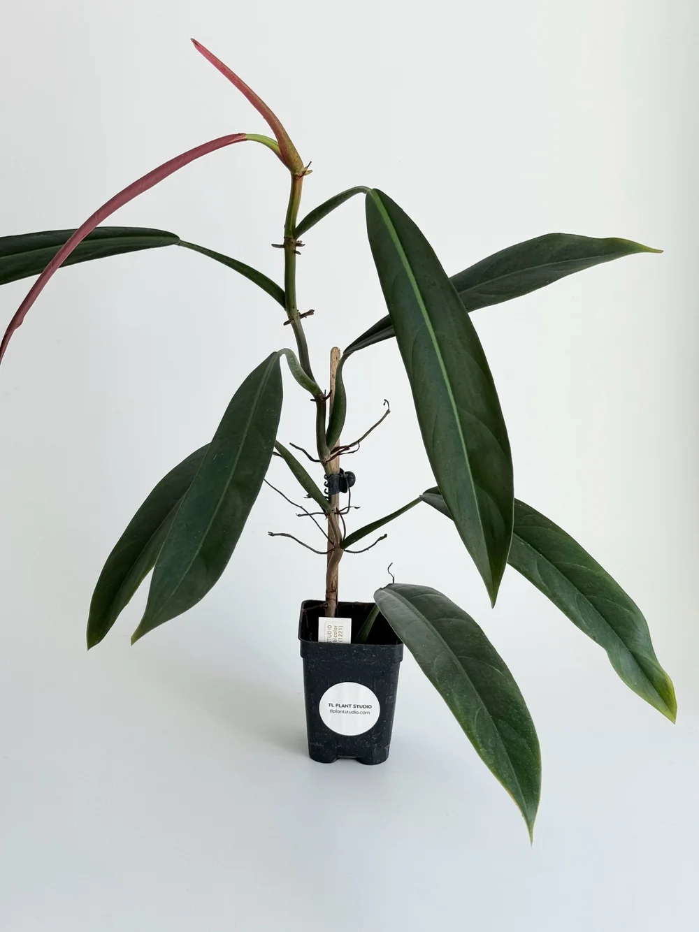 PHILODENDRON BICOLOR #1221  TL PLANT STUDIO