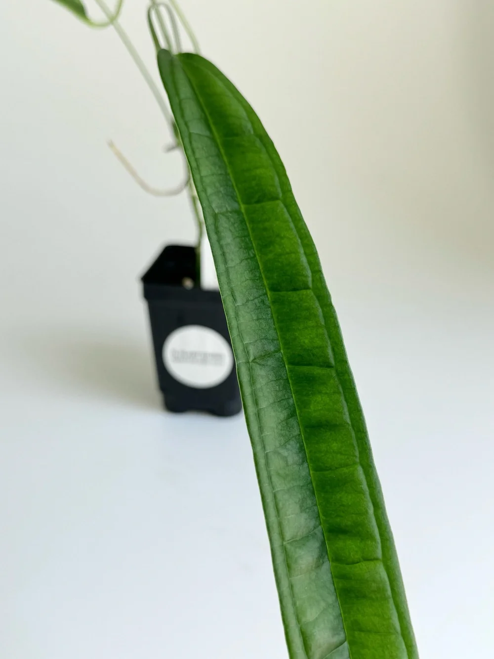 Anthurium lutheri #2060  TL PLANT STUDIO