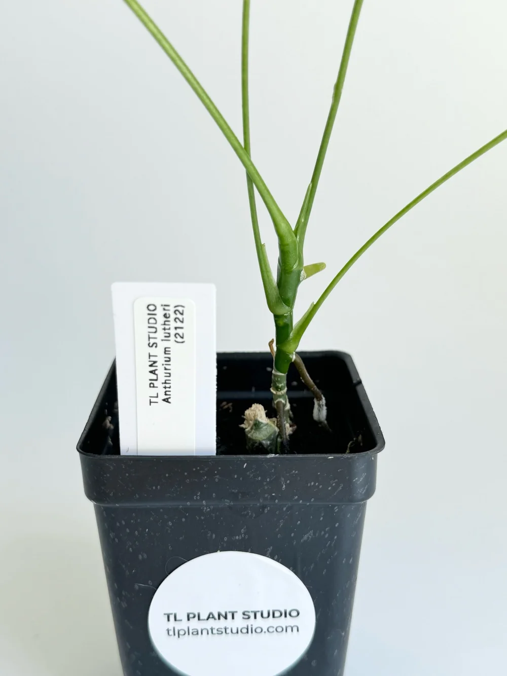 Anthurium lutheri #2122  TL PLANT STUDIO