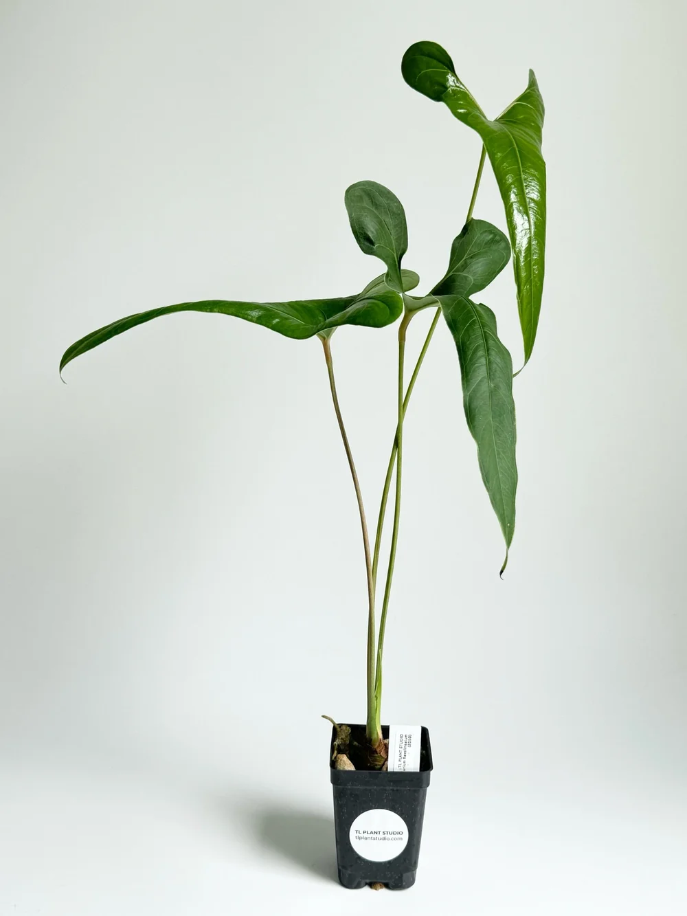 indoor plants banana tree Tropicana Banana (Super Dwarf Cavendish)