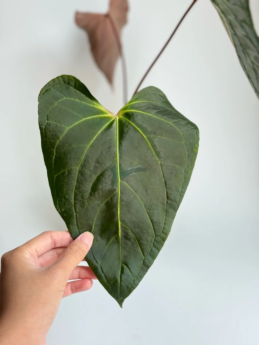 Large Anthurium magnificum x besseae aff #2076  TL PLANT STUDIO