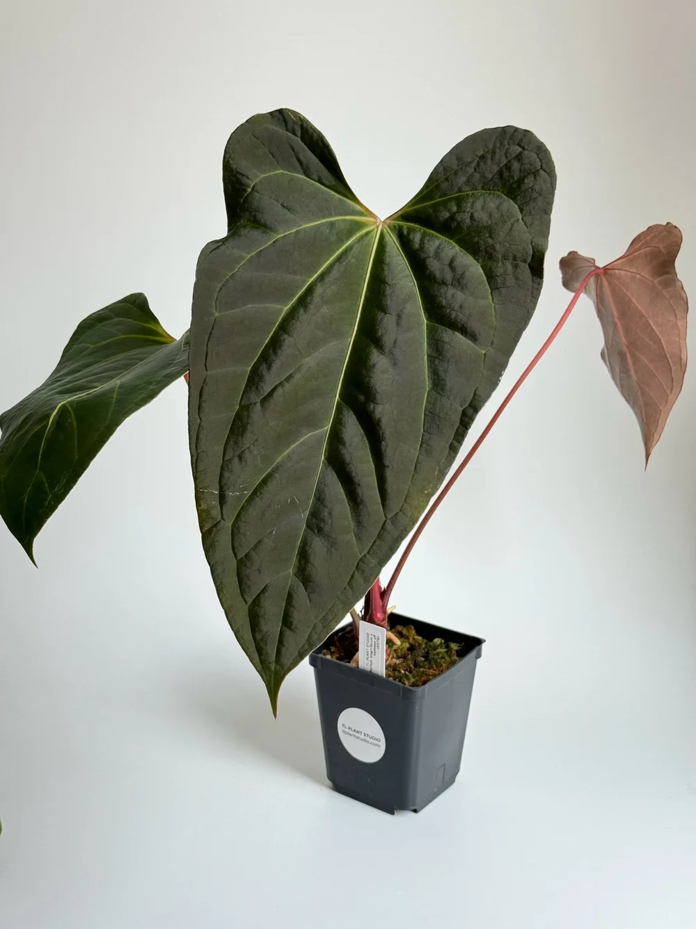 Large Anthurium magnificum x besseae aff #2076  TL PLANT STUDIO