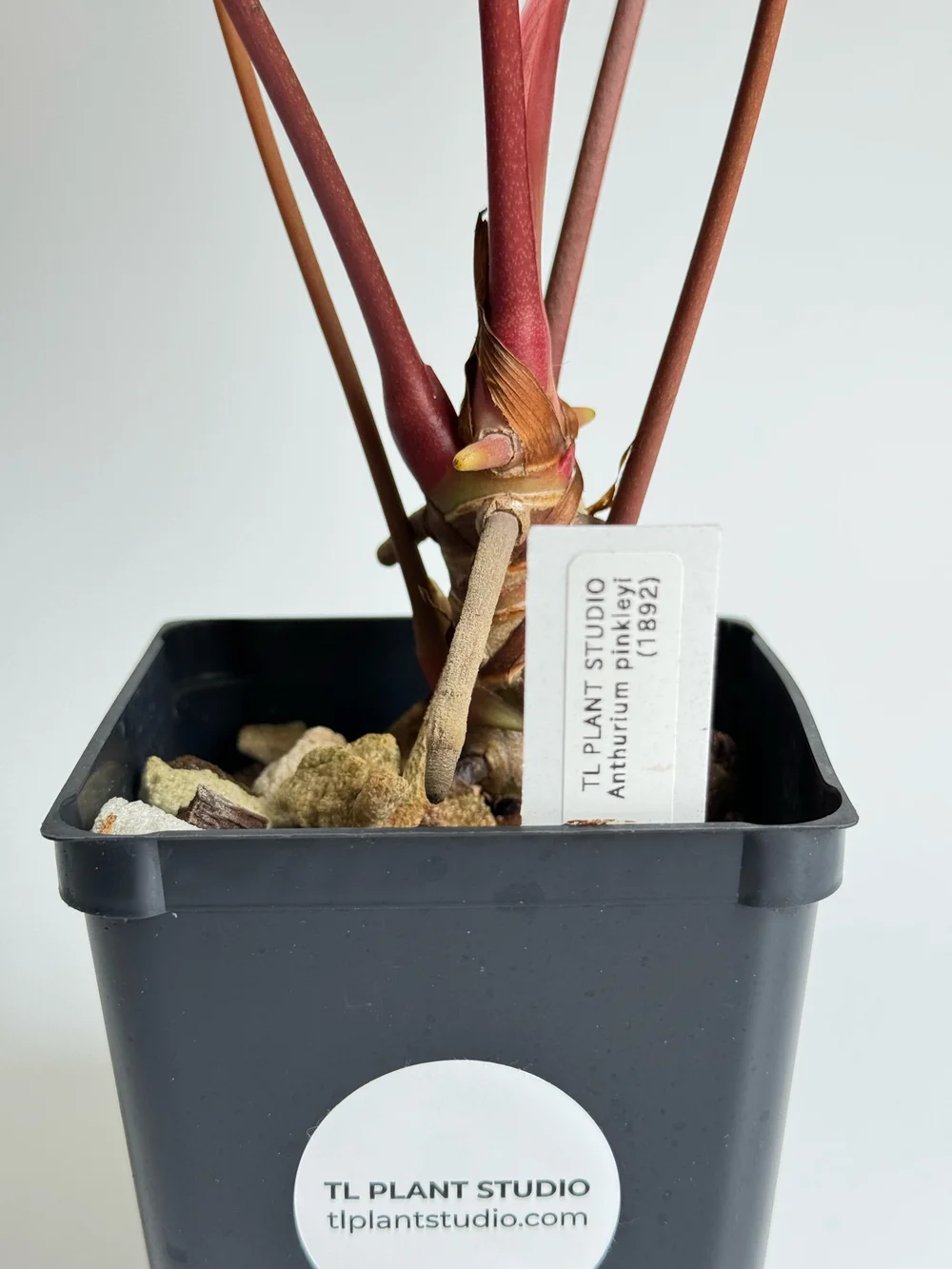 Large Anthurium pinkleyi #1892  TL PLANT STUDIO