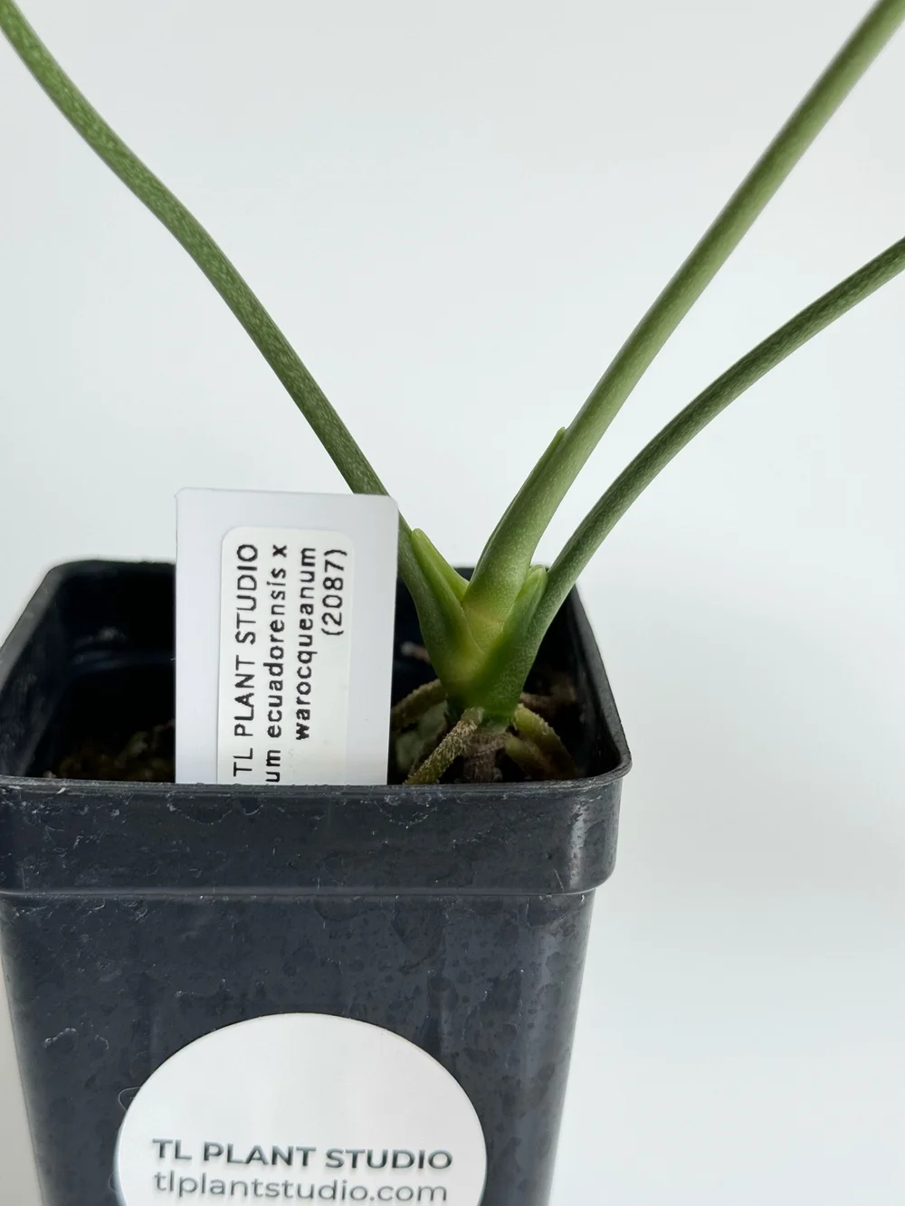 agave substitute sugar Agave Syrup 740ml Organic Sugar Substitute