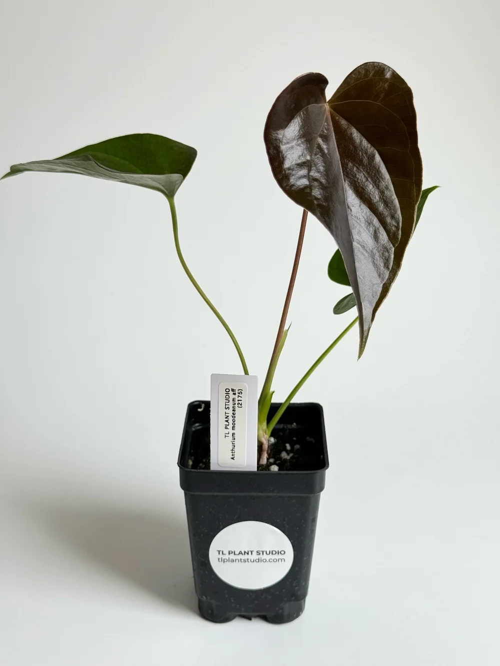 calamondin tree Calamondin Orange Tree – AVS Lifestyle main image 0