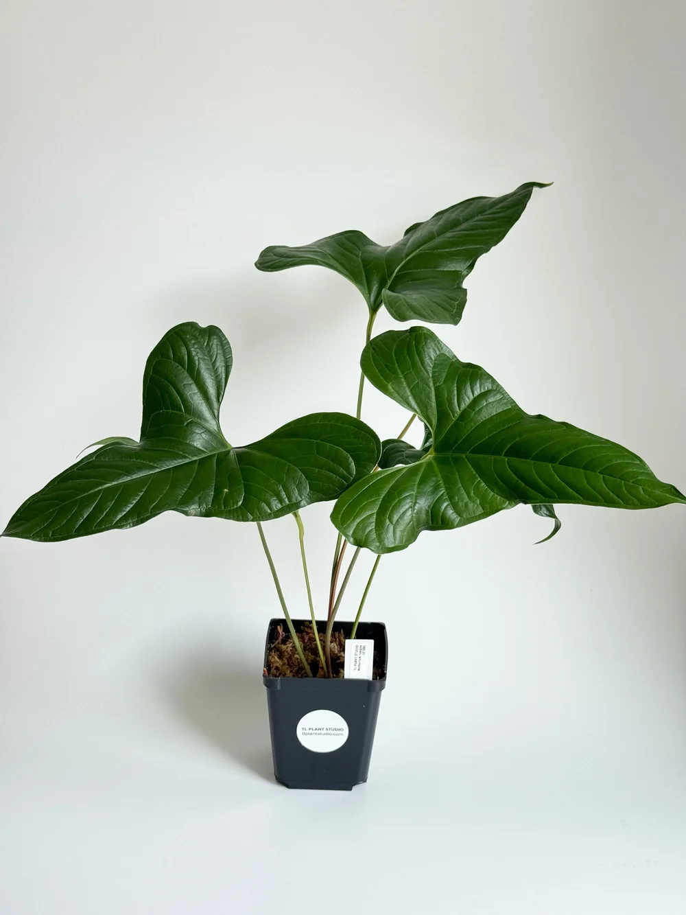 16in Tall Anthurium insigne #2189  TL PLANT STUDIO