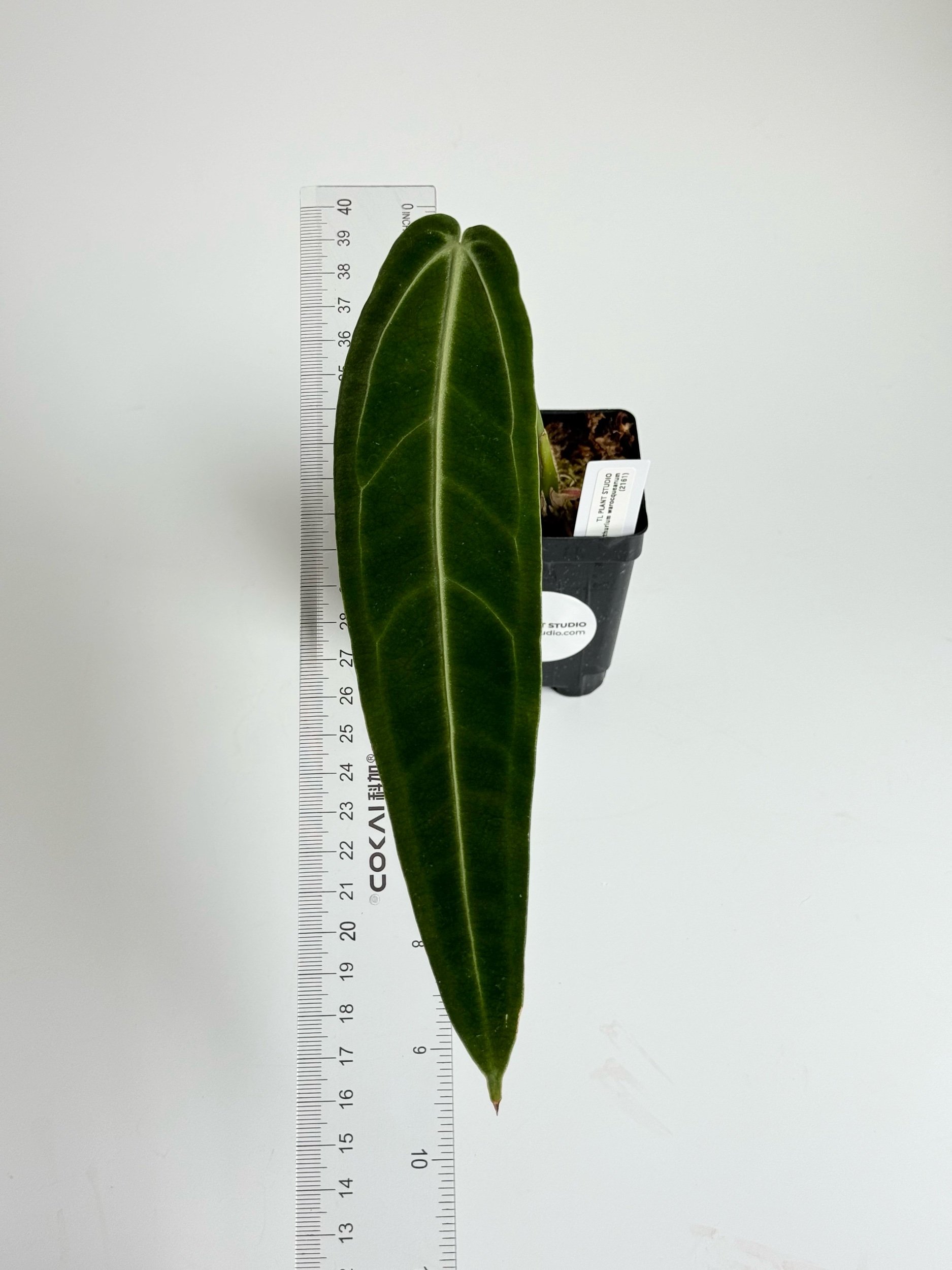 4E2B8C21-676F-4D56-9E0F-35F6408B1B4E.jpeg