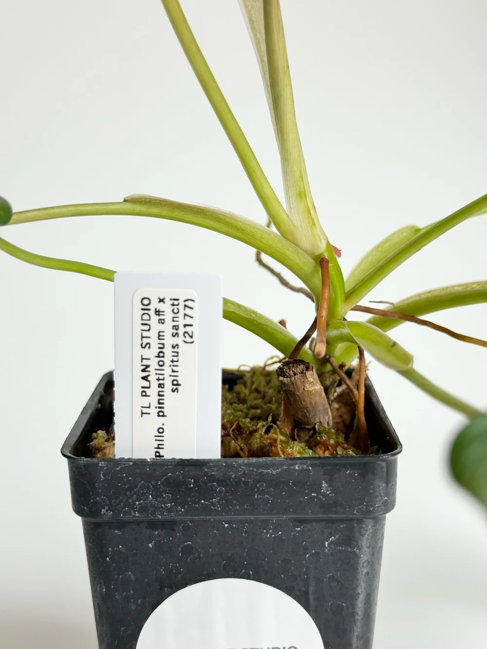 Philodendron pinnatilobum aff x spiritus sancti #2177  TL PLANT STUDIO