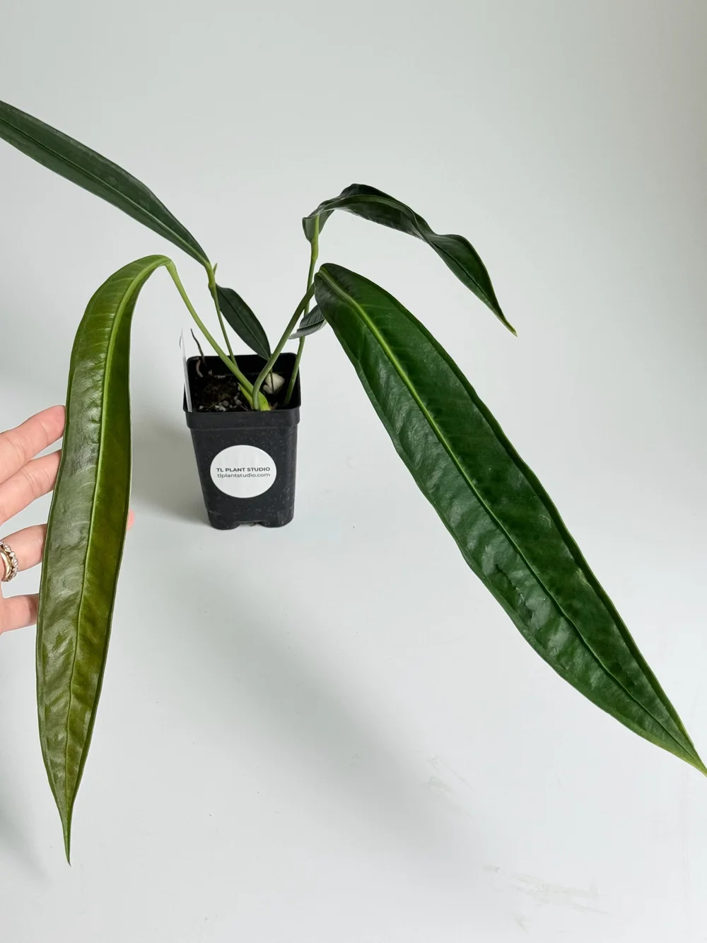 Anthurium wendlingeri aff #2063  TL PLANT STUDIO