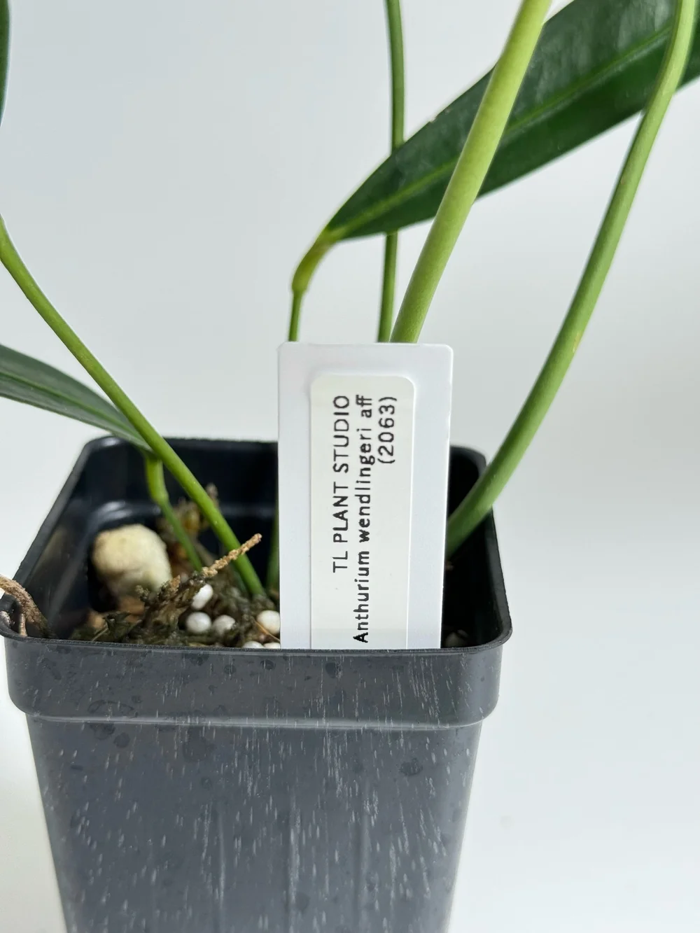 hanging planter pot Grower Select Everest Hanging Basket main image 0