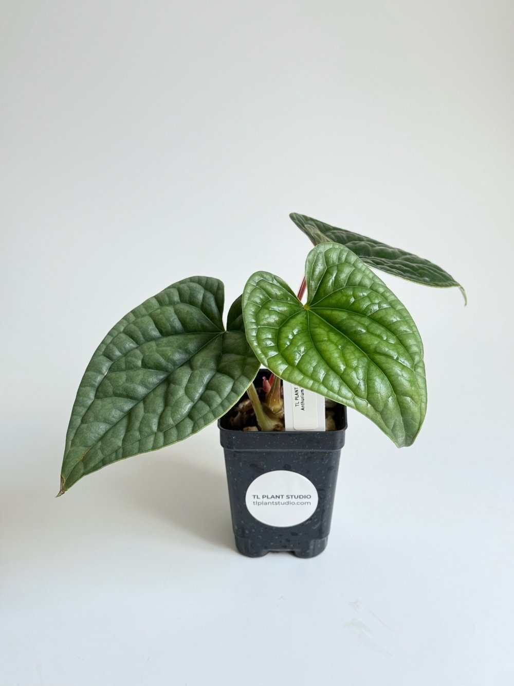 anthurium papillilaminum 4