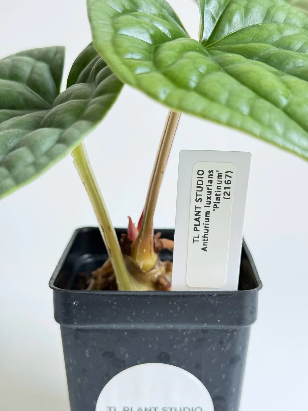 Anthurium luxurians Platinum #2167  TL PLANT STUDIO