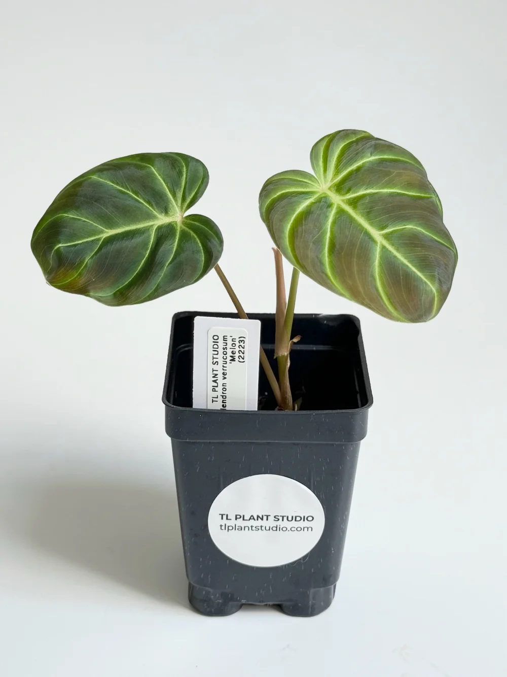 Philodendron verrucosum 'Melon' #2223  TL PLANT STUDIO