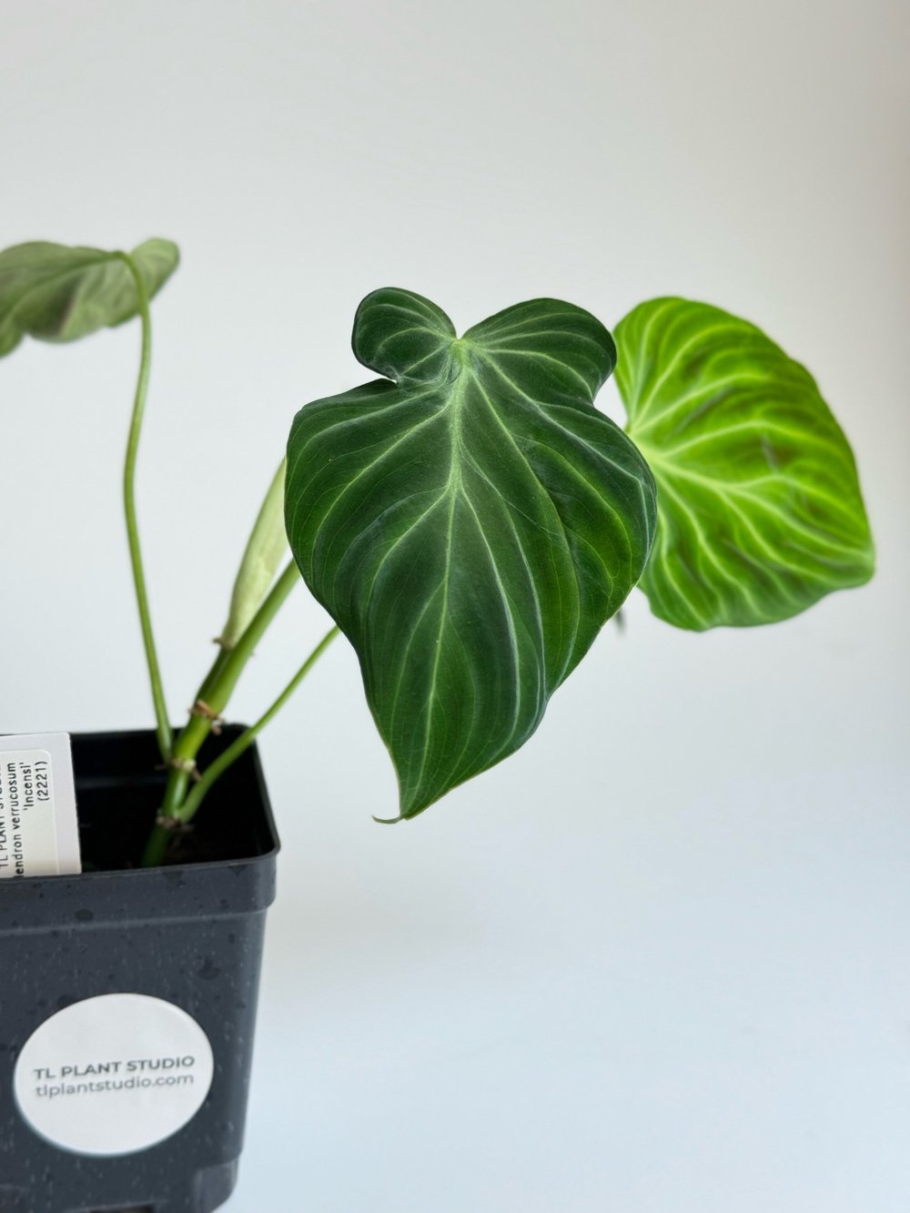 Philodendron verrucosum 'Incensi' #2221  TL PLANT STUDIO
