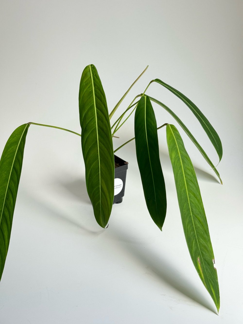 Philodendron heterocraspedon narrow leaves #2227  TL PLANT STUDIO