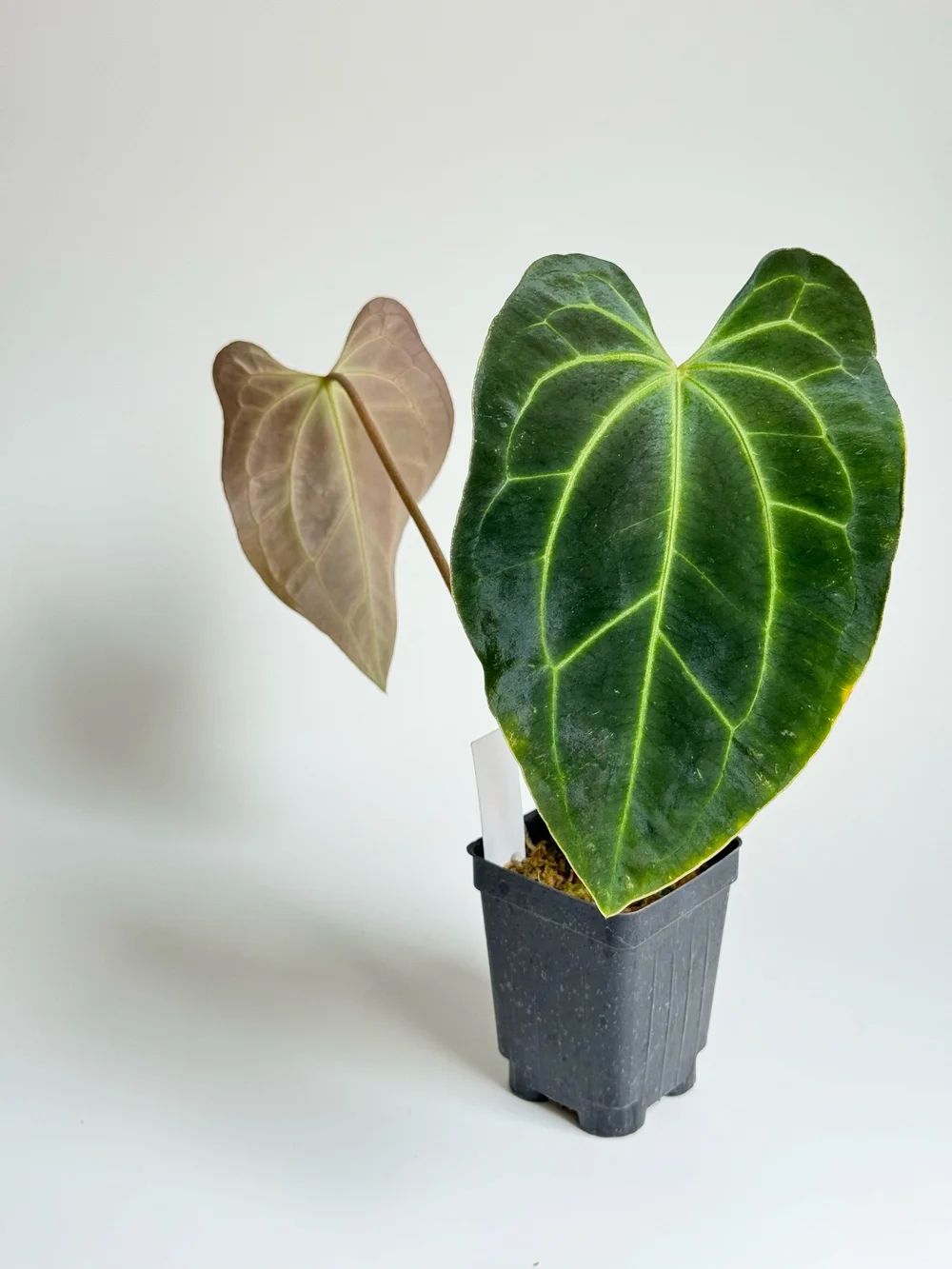 その他観葉植物 Anthurium besseae aff Anthurium besseae aff — Ecuagenera Orquídeas del Ecuador