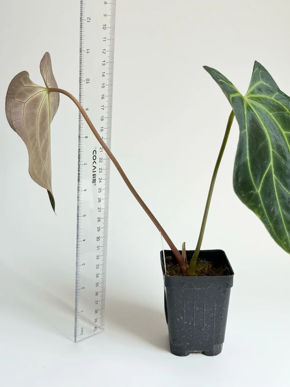 Anthurium besseae aff #1849 — TL PLANT STUDIO