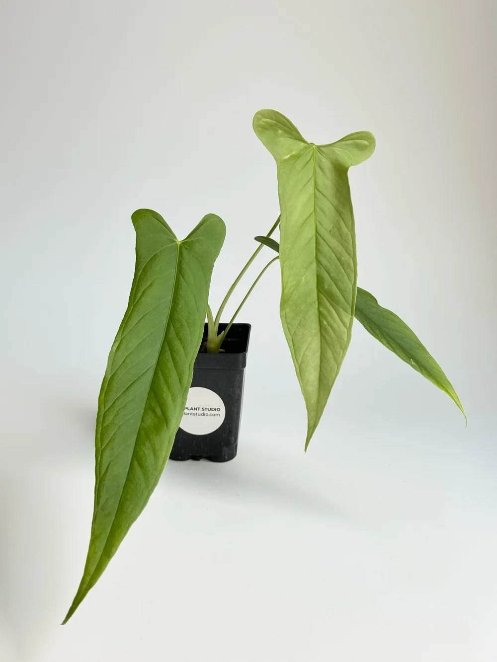 Anthurium marmoratum x longissimilobum #2172  TL PLANT STUDIO