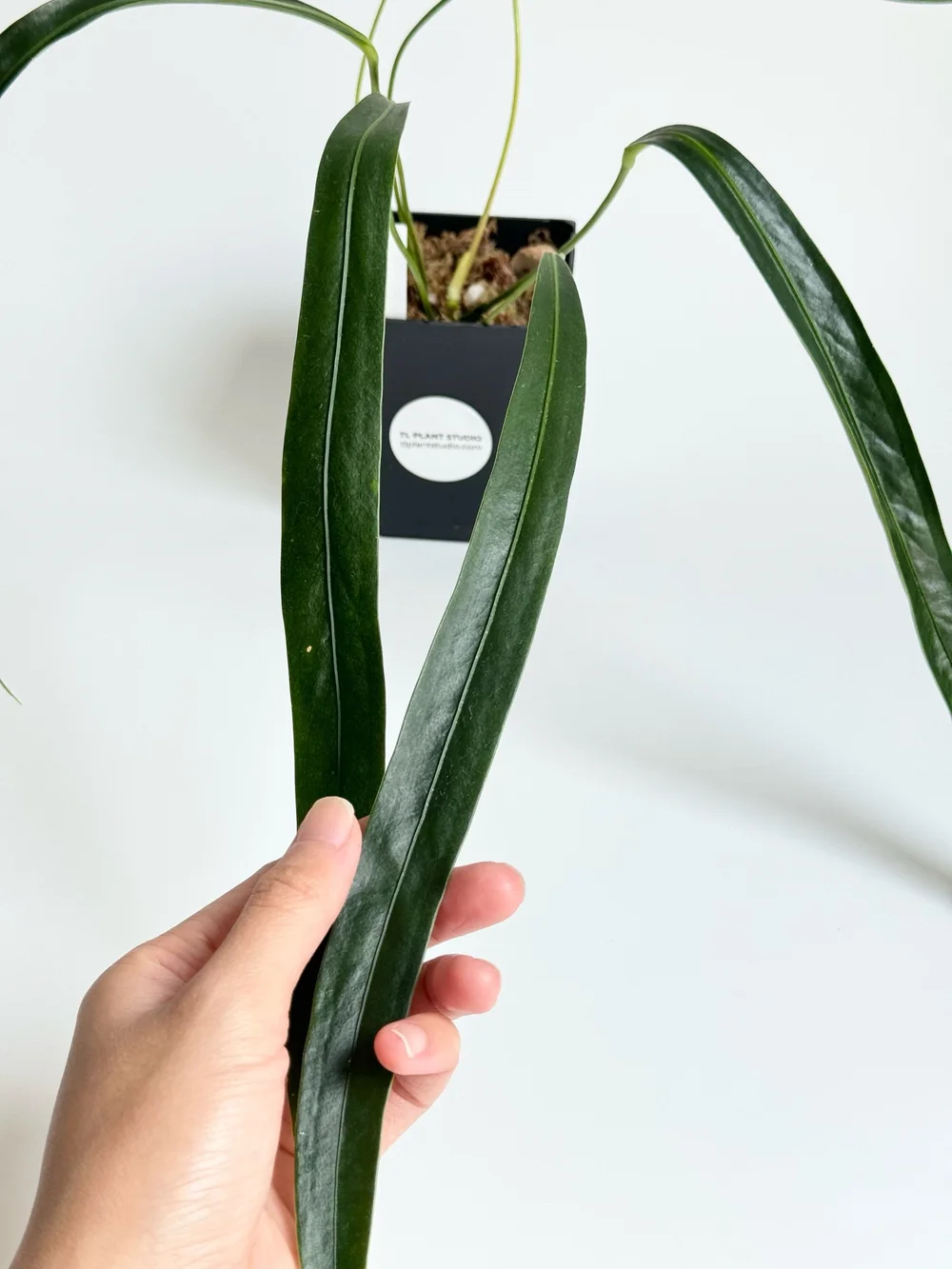 Anthurium friedrichsthalii Narrow Leaves #2235  TL PLANT STUDIO