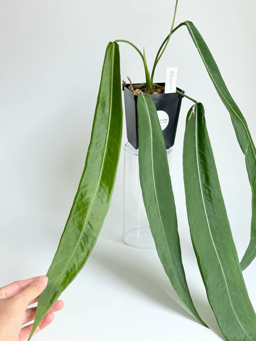 dracaena lemon lime care Dracaena Warneckii, Lemon Lime Dragon Tree