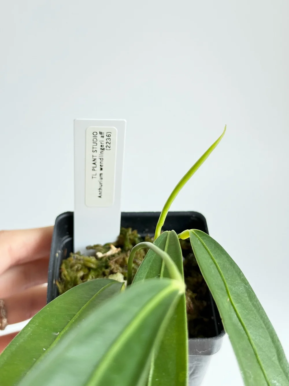 Anthurium wendlingeri aff #2236  TL PLANT STUDIO