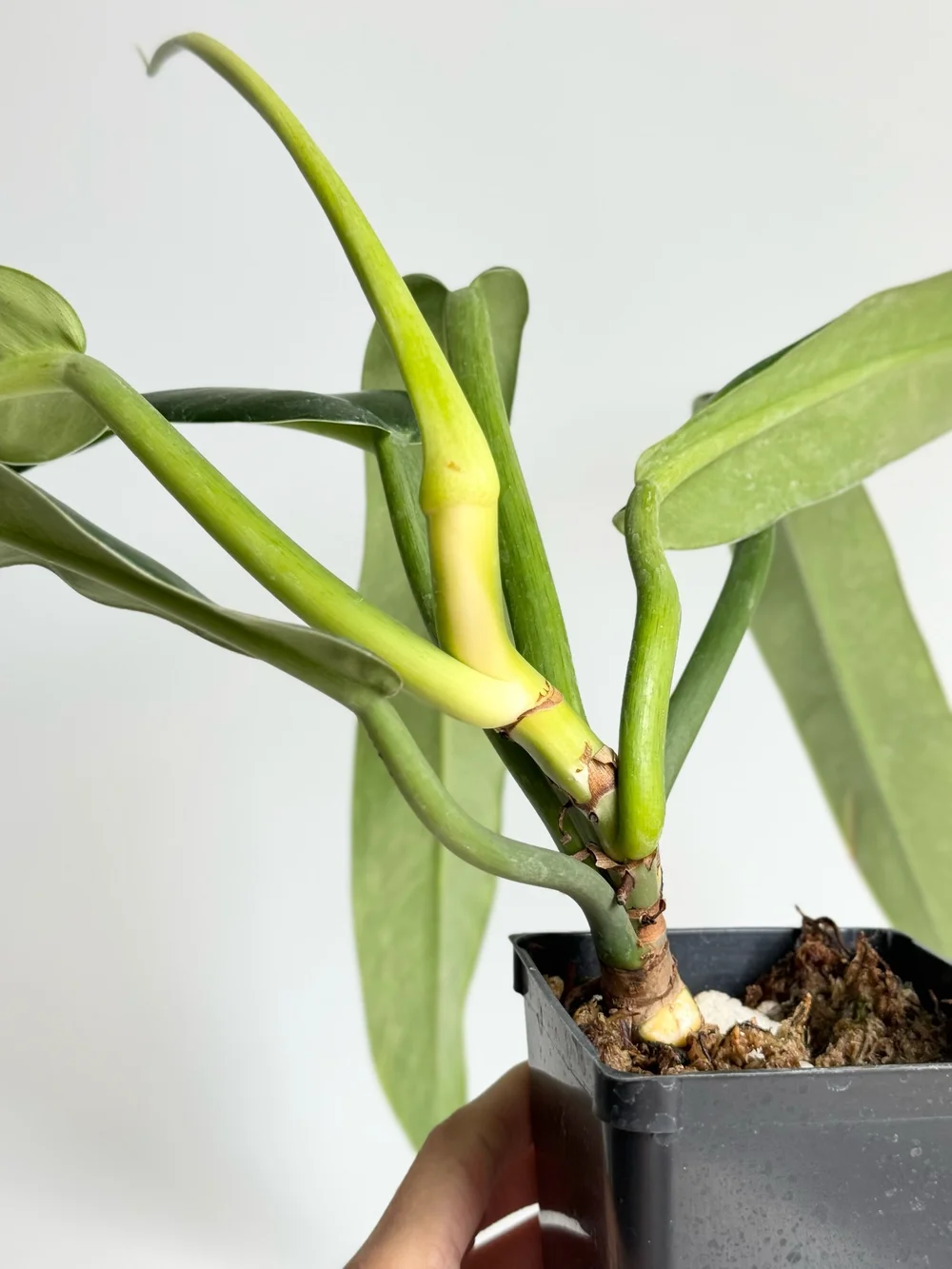 Large Philodendron bonifaziae #1641  TL PLANT STUDIO