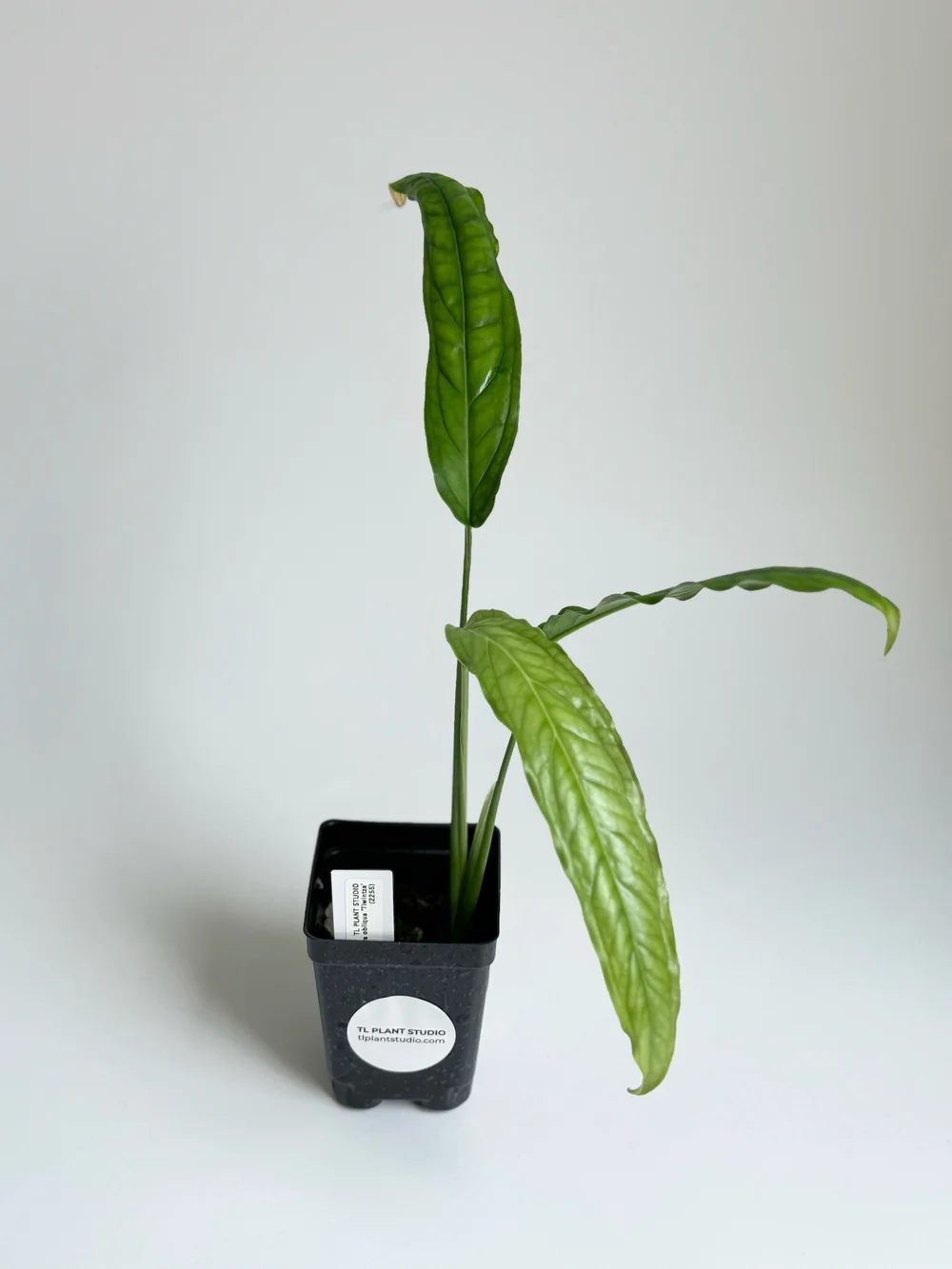 monstera vine Monstera Adansonii Swiss Cheese Vining Climbing in Trellis main image 0