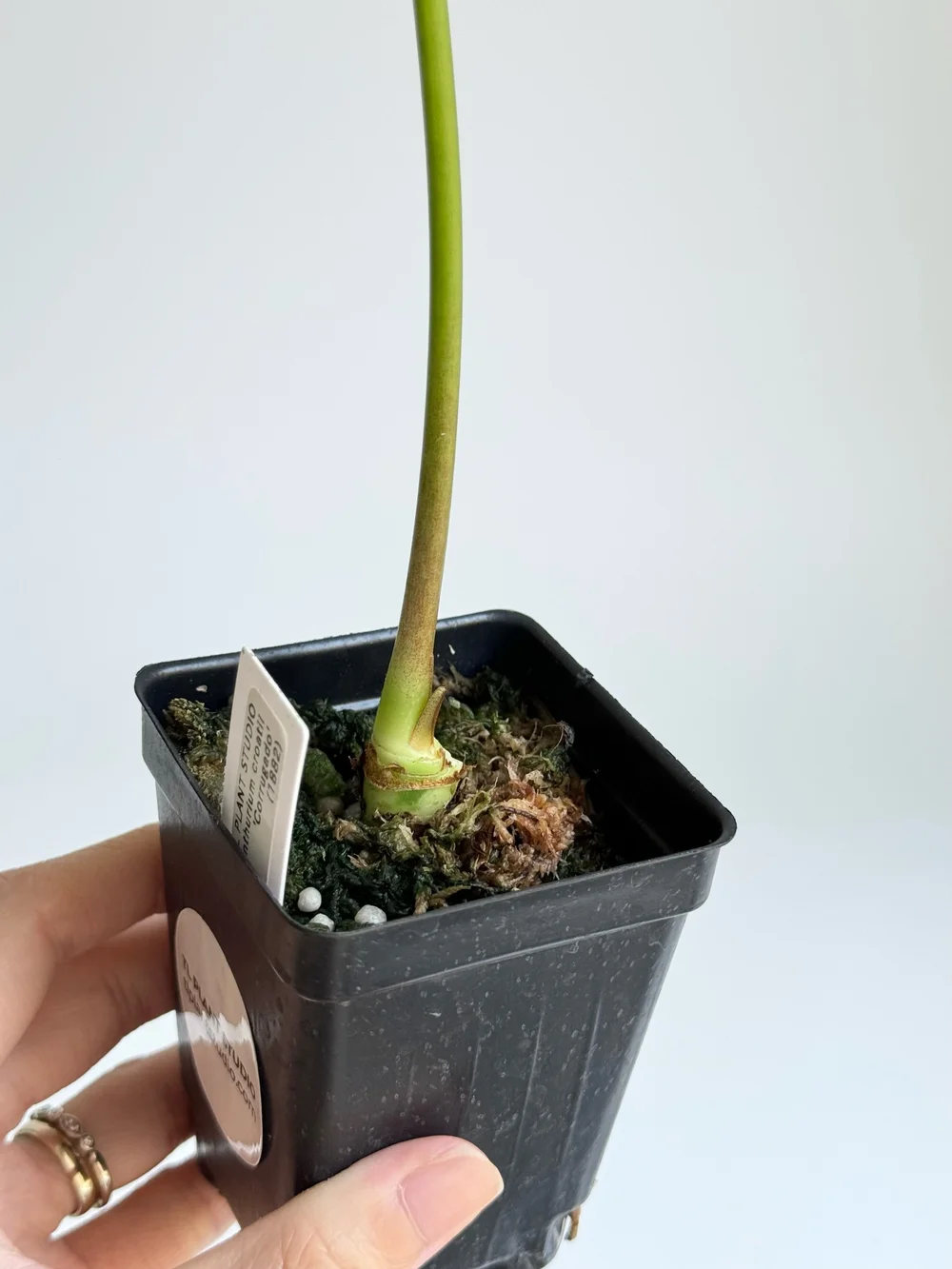 Anthurium croatii 'Corrugado' #1882 — TL PLANT STUDIO