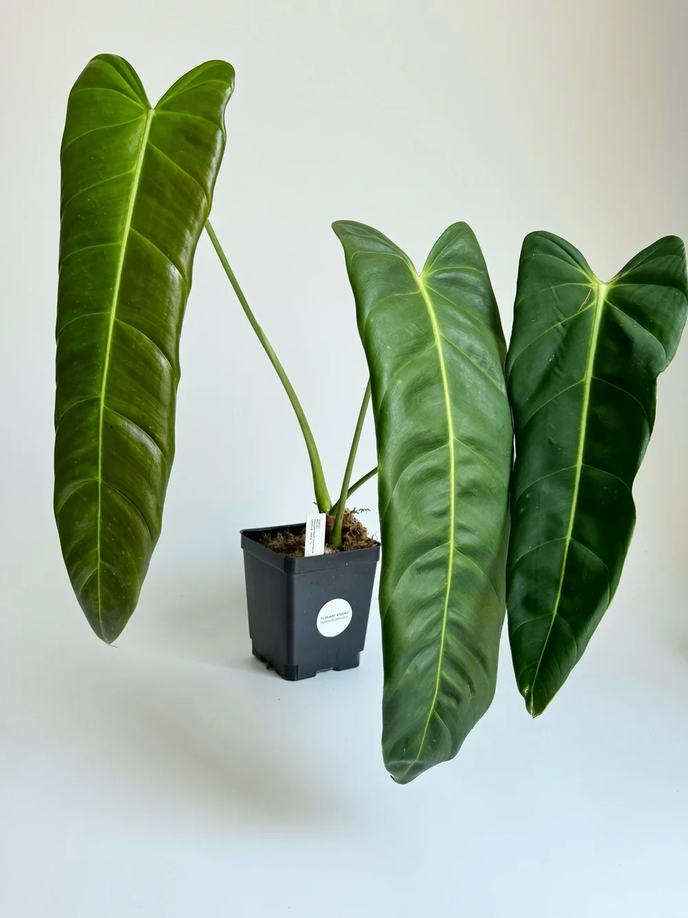 philodendron jungle Buy Philodendron Jungle Boogie Plants main image 1