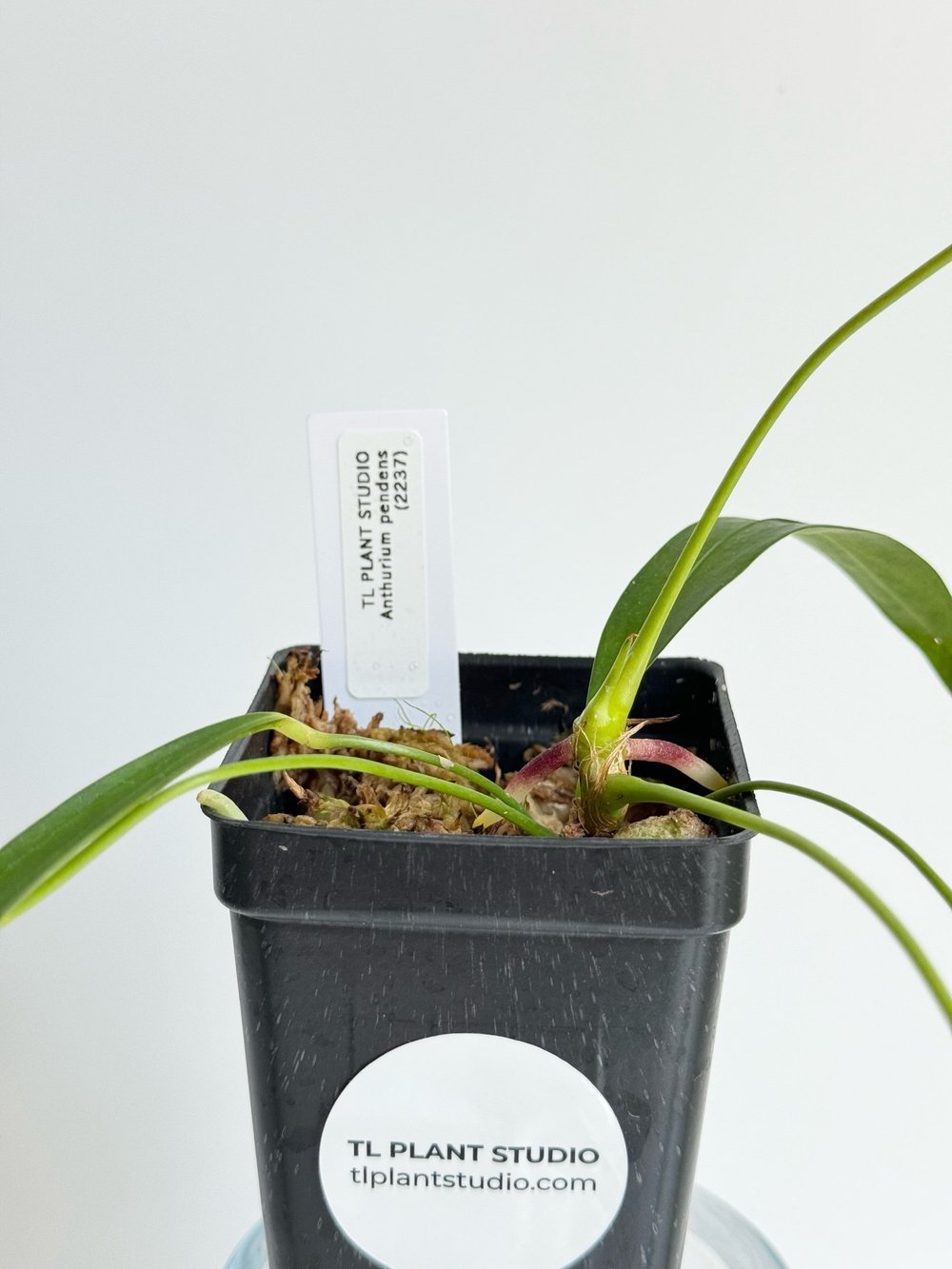 14in Leaf Anthurium pendens #2237  TL PLANT STUDIO
