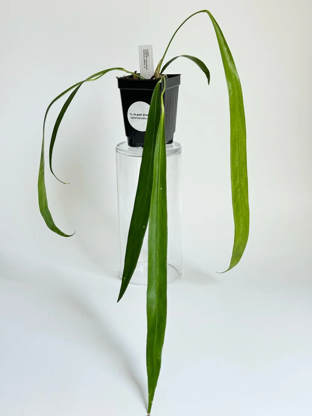 14in Leaf Anthurium pendens #2237  TL PLANT STUDIO