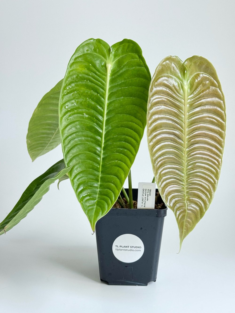 Anthurium veitchii narrow form #2268  TL PLANT STUDIO