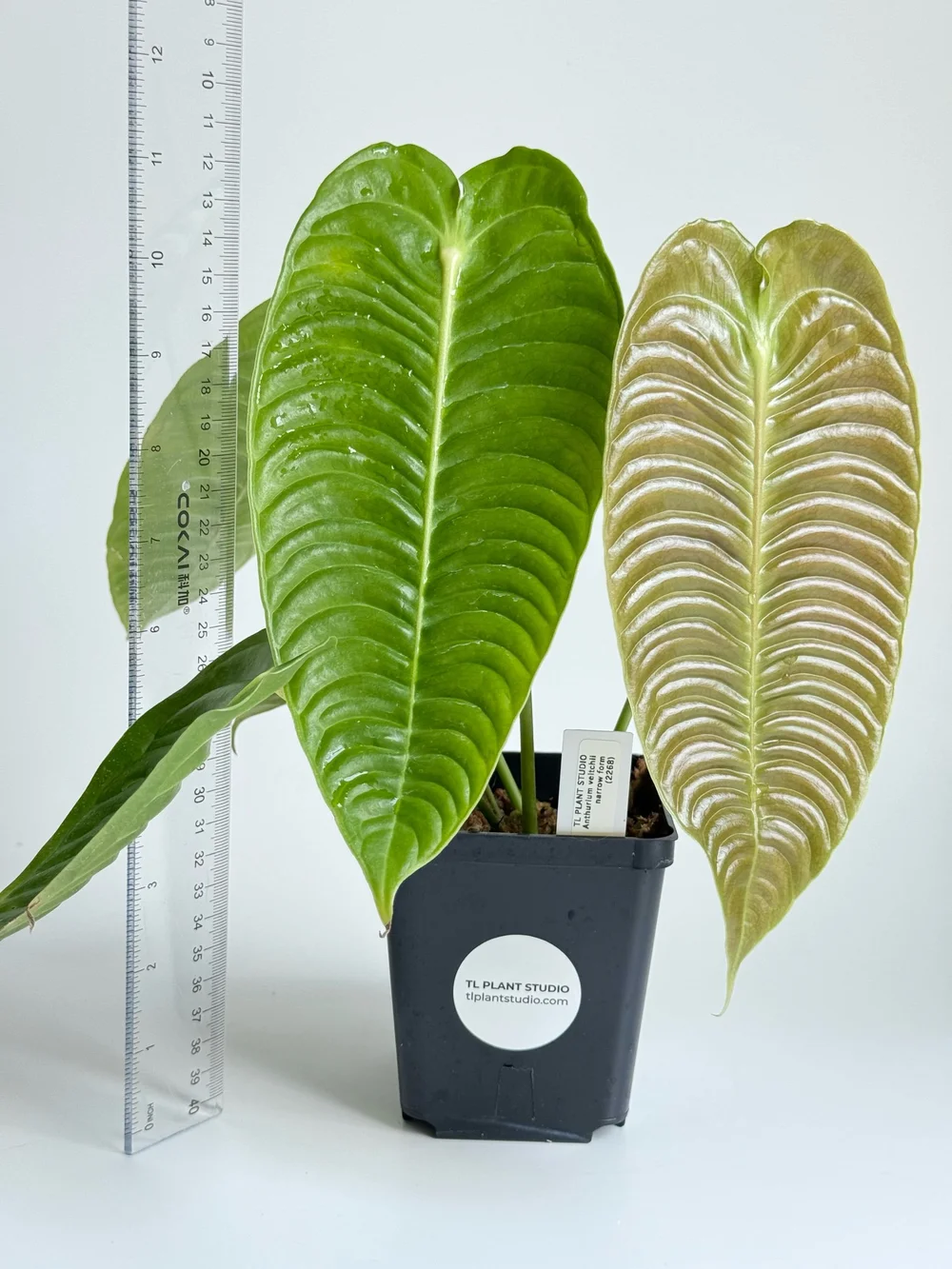 Anthurium veitchii narrow form #2268  TL PLANT STUDIO