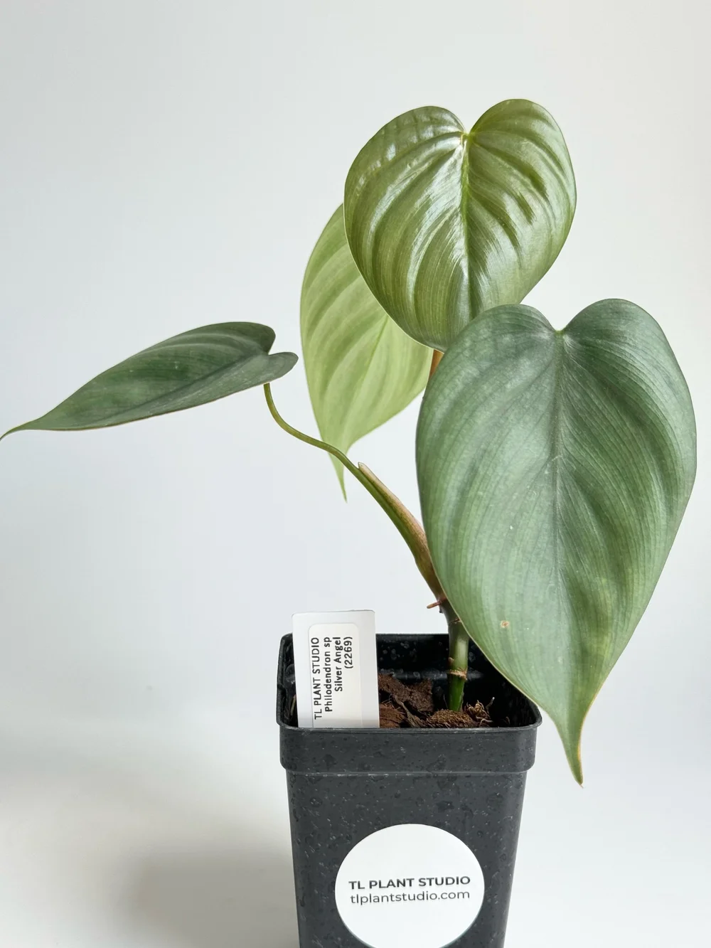 Philodendron sp Silver Angel #2269  TL PLANT STUDIO