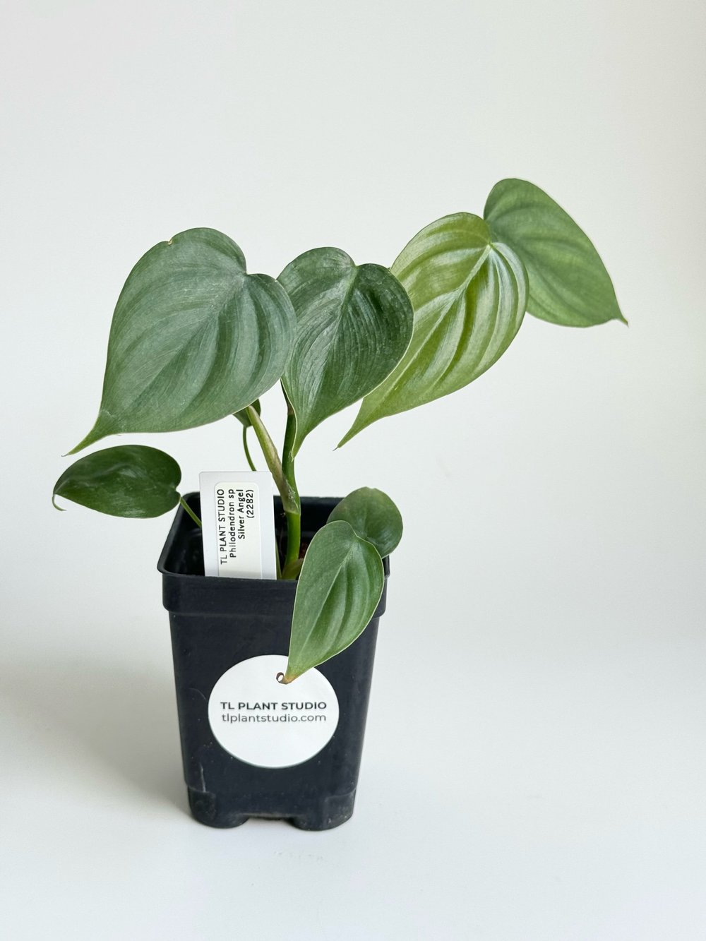 philodendron pink princess dehner 6” Philodendron Pink Princess main image 1