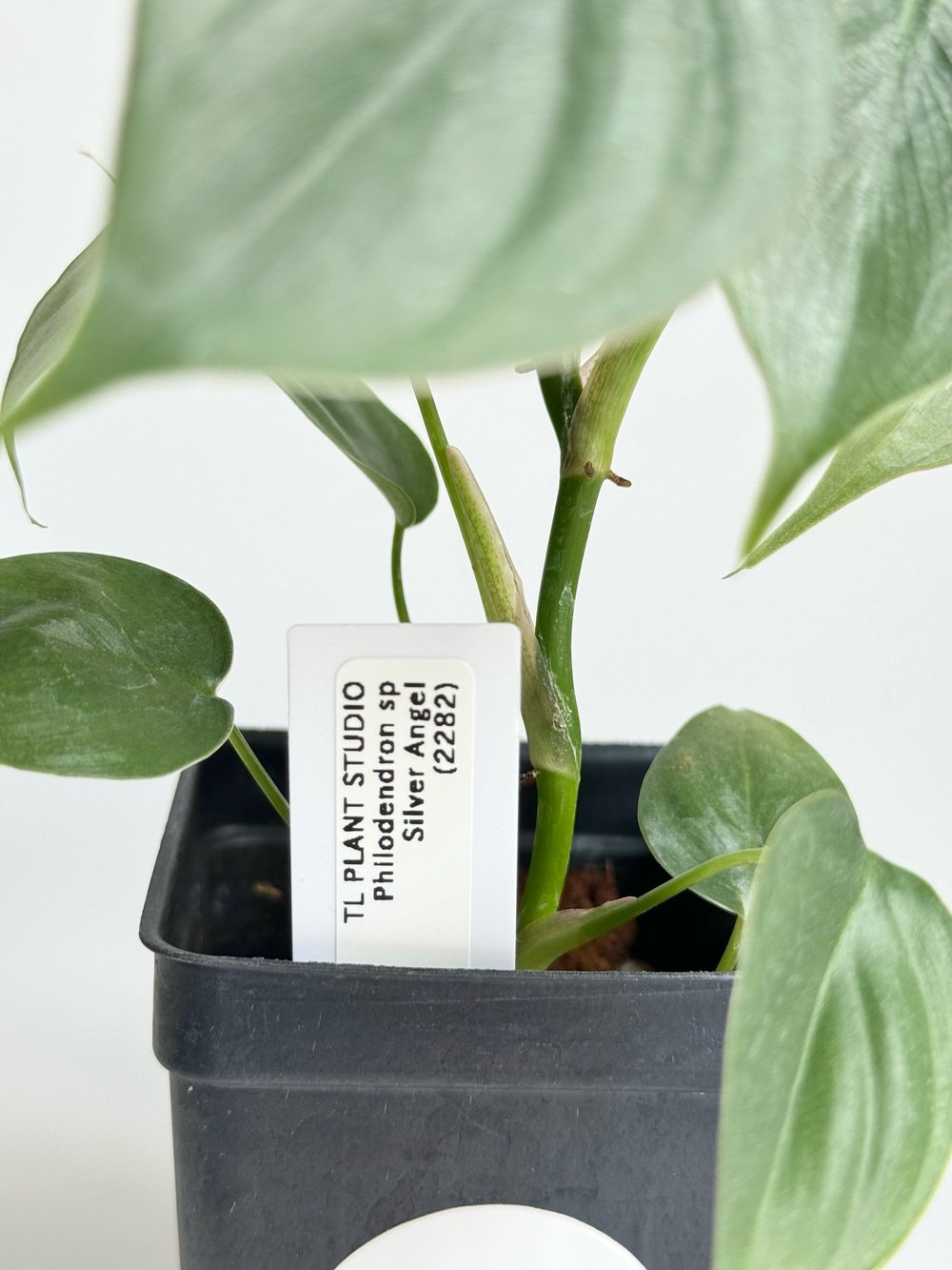 Philodendron sp Silver Angel #2282  TL PLANT STUDIO