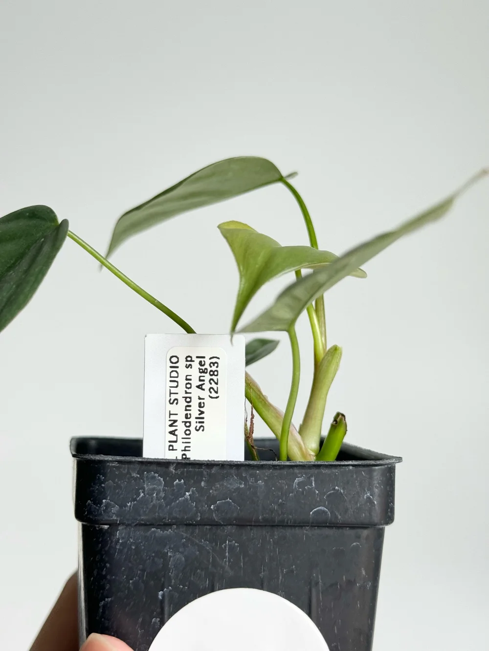 black mint plant Peruvian Black Mint