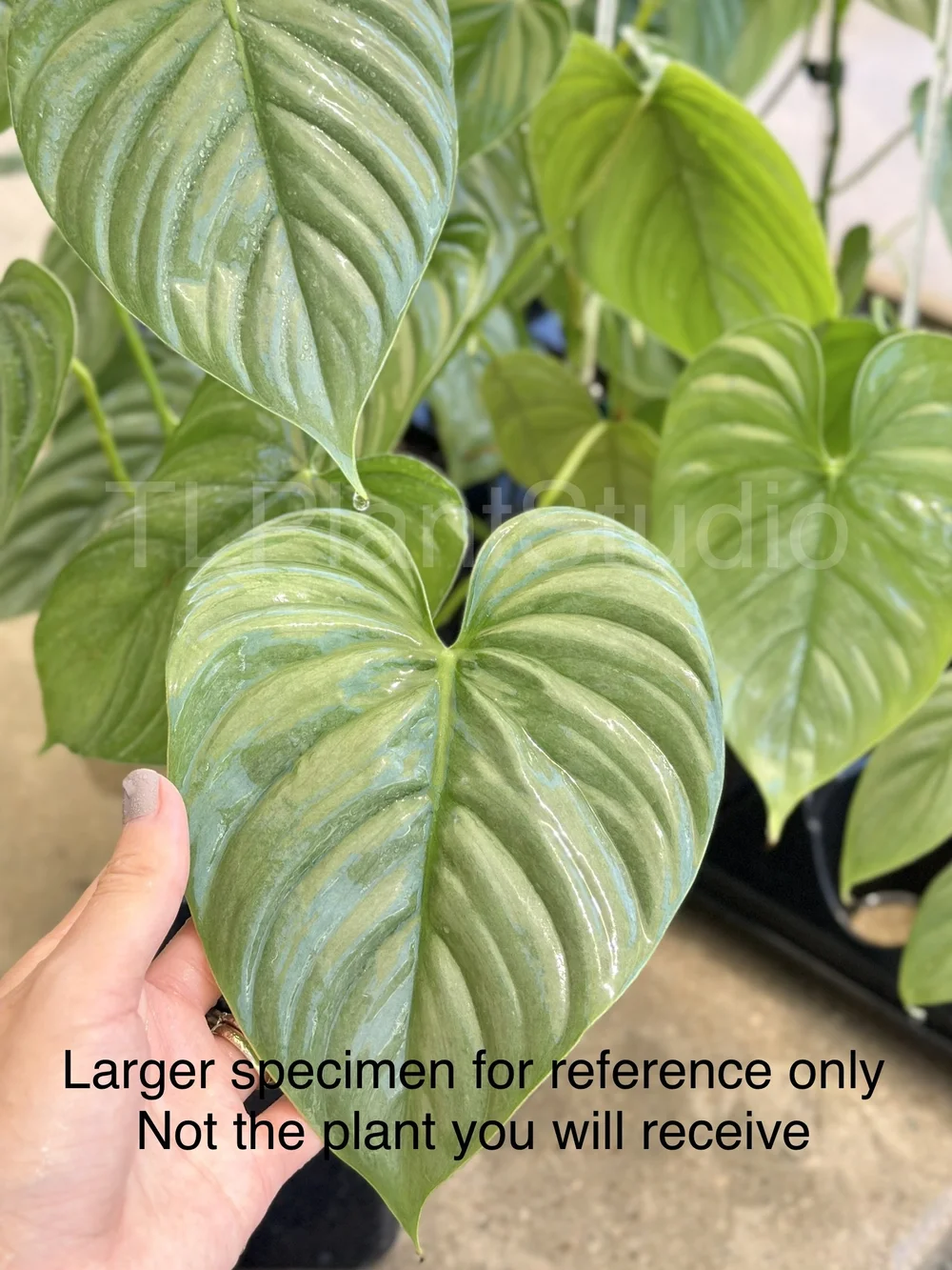 spathiphyllum sensation plant Spathiphyllum Sensation Peace Lily main image 1