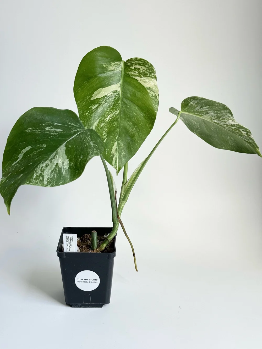 sansevieria low light Sansevieria Silver Steel Plant – Low Light & Air Purifying – Plant Orbit main image 1